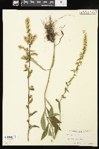 Solidago bicolor image