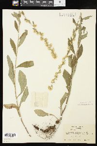 Solidago bicolor image