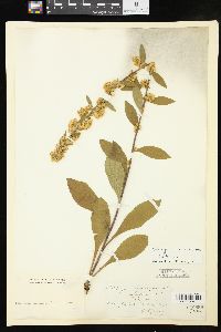 Solidago bicolor image