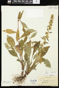 Solidago bicolor image