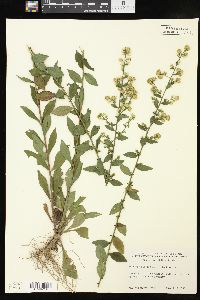 Solidago bicolor image