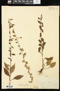 Solidago boottii image