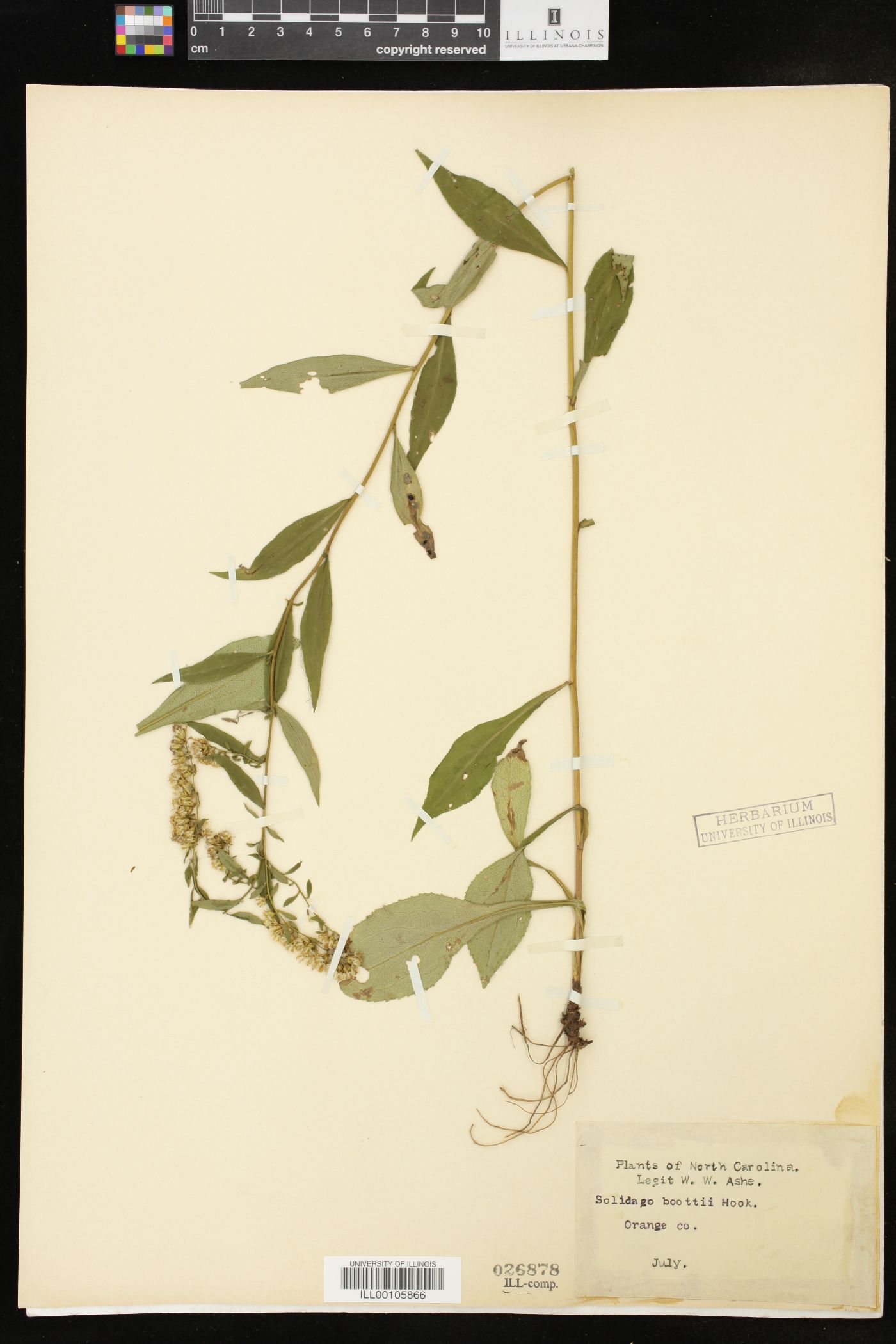 Solidago boottii image