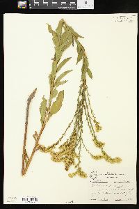 Solidago boottii image