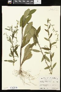 Solidago boottii image