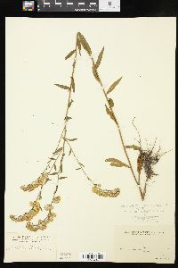 Solidago boottii image