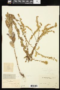 Solidago boottii image