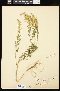 Solidago boottii image