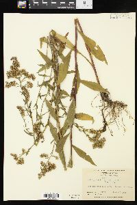 Solidago boottii var. caroliniana image