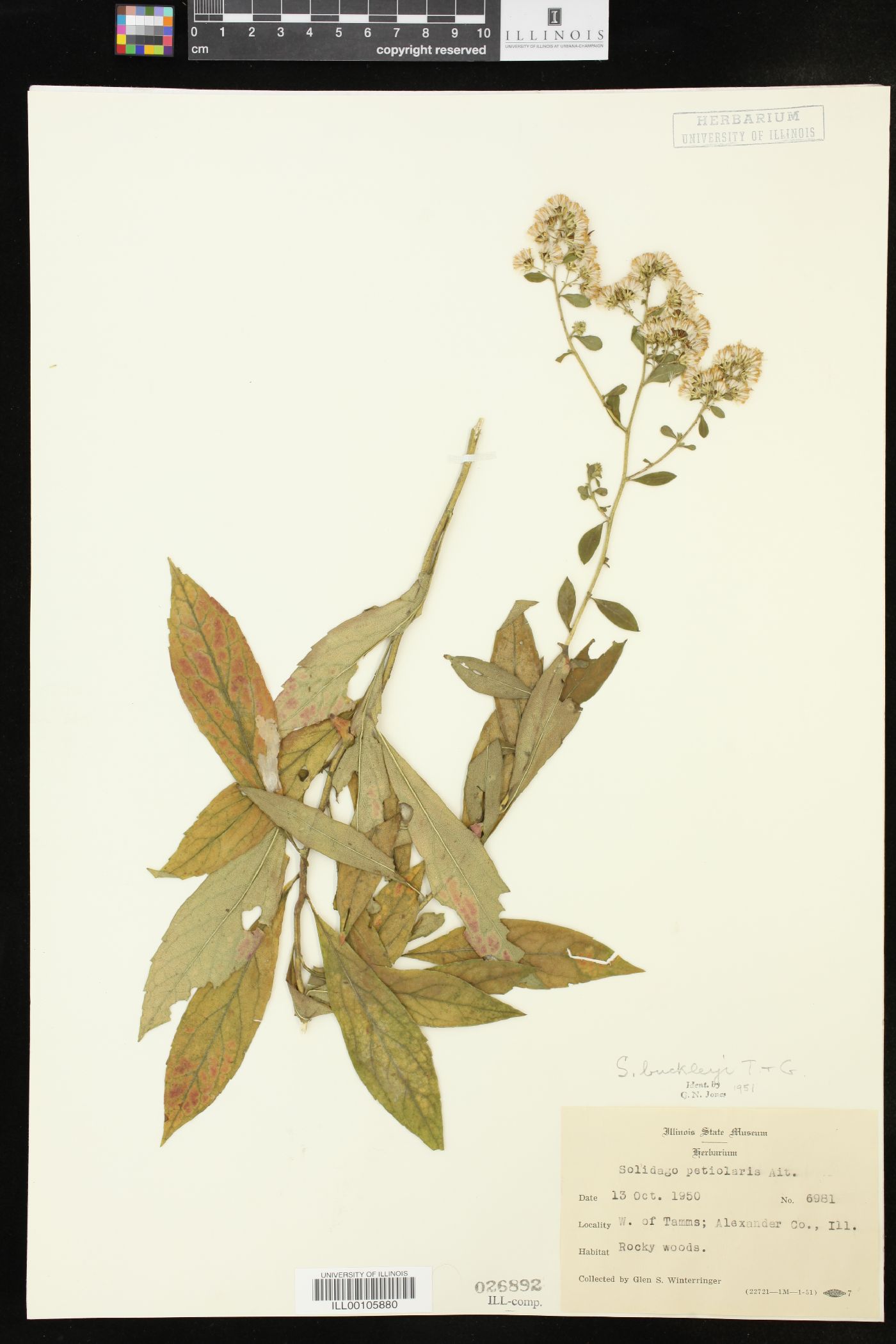 Solidago buckleyi image