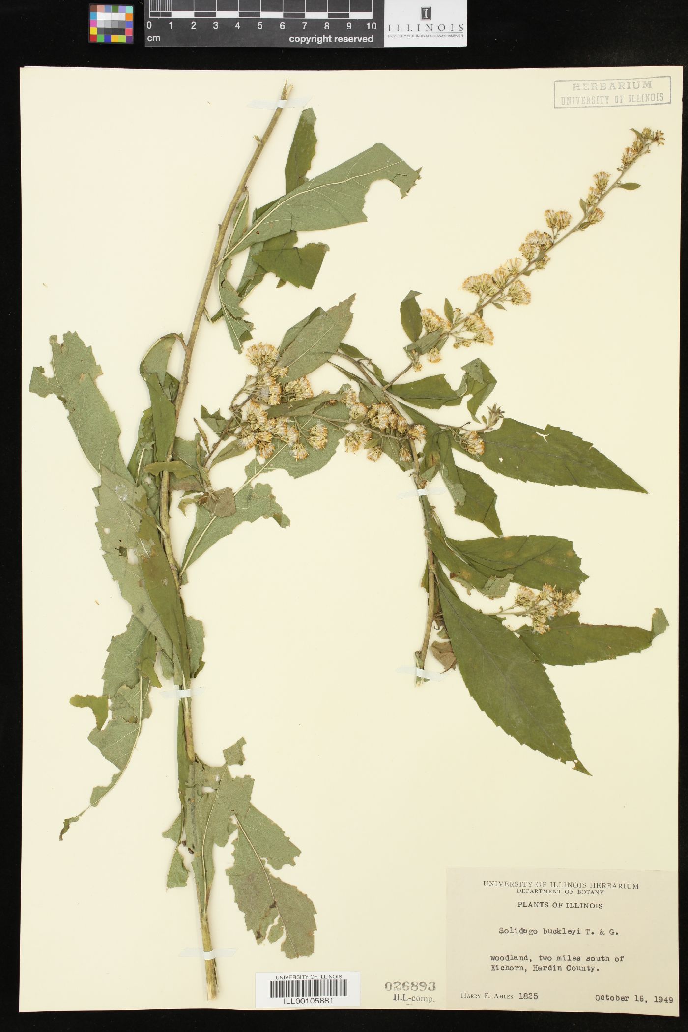 Solidago buckleyi image