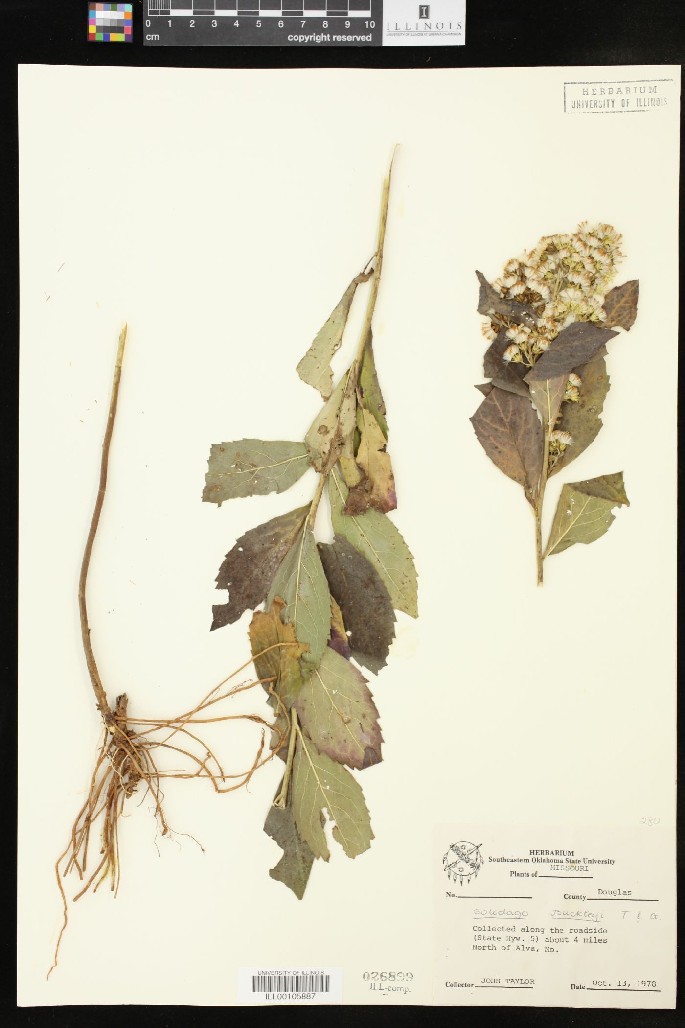 Solidago buckleyi image