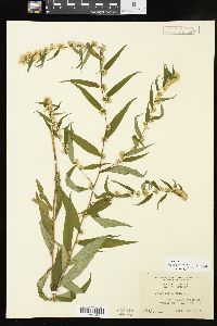 Solidago caesia var. caesia image