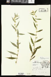 Solidago caesia var. caesia image