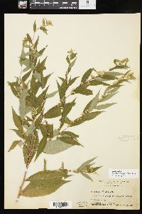 Solidago caesia var. caesia image