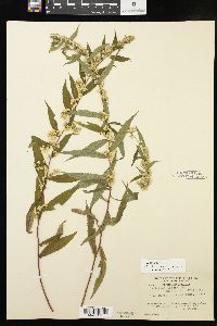 Solidago caesia var. caesia image