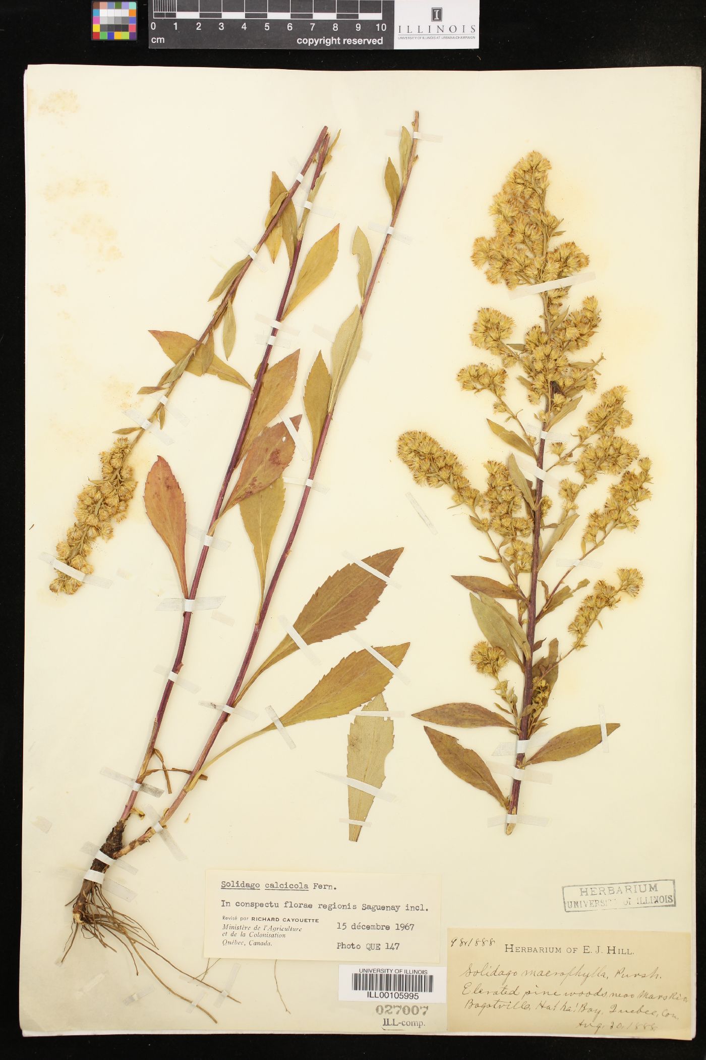 Solidago calcicola image