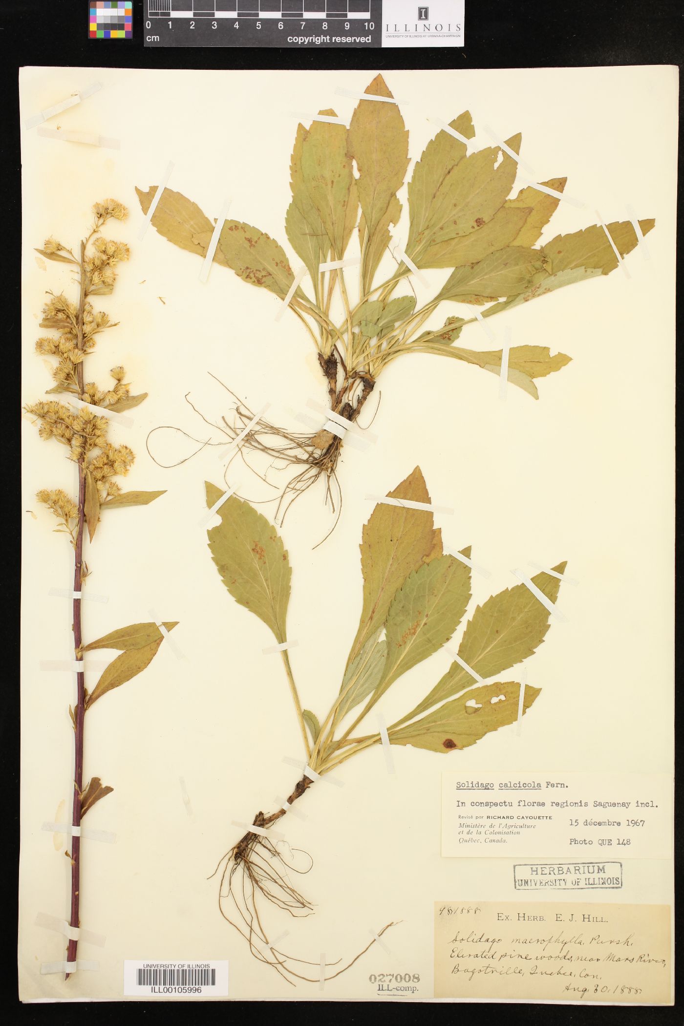 Solidago calcicola image