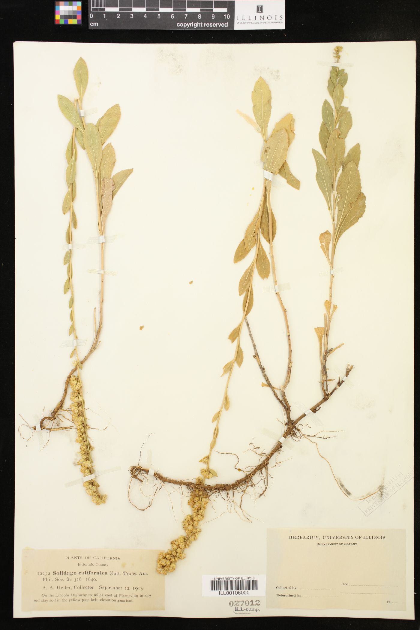 Solidago californica image