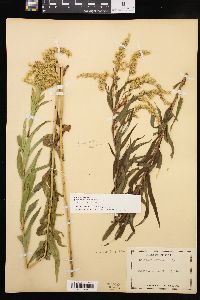 Solidago canadensis var. canadensis image