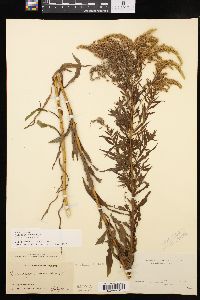 Solidago canadensis var. canadensis image