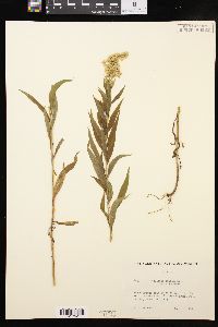 Solidago canadensis var. canadensis image