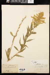 Solidago canadensis var. canadensis image