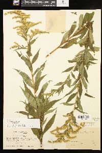 Solidago canadensis var. canadensis image