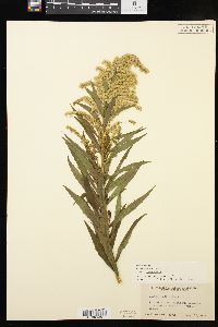 Solidago canadensis var. canadensis image