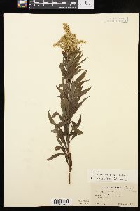 Solidago canadensis var. canadensis image