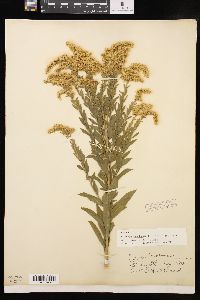 Solidago canadensis var. hargeri image