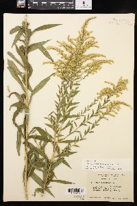 Solidago canadensis var. hargeri image