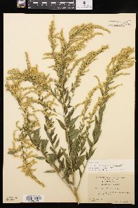 Solidago canadensis var. hargeri image