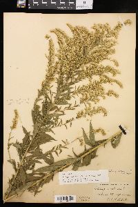 Solidago canadensis var. hargeri image