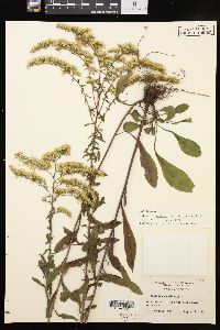 Solidago canadensis var. hargeri image