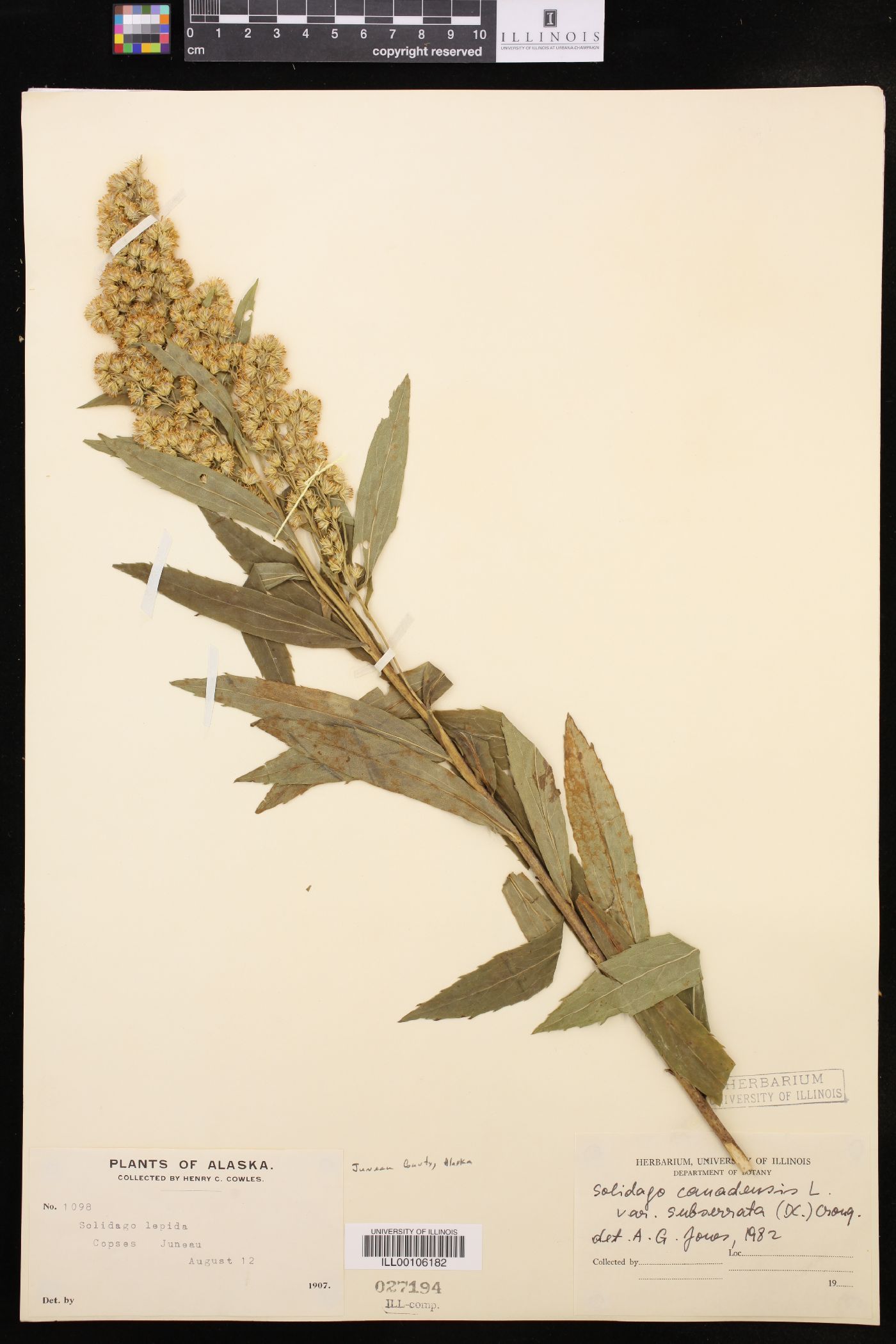 Solidago canadensis var. lepida image