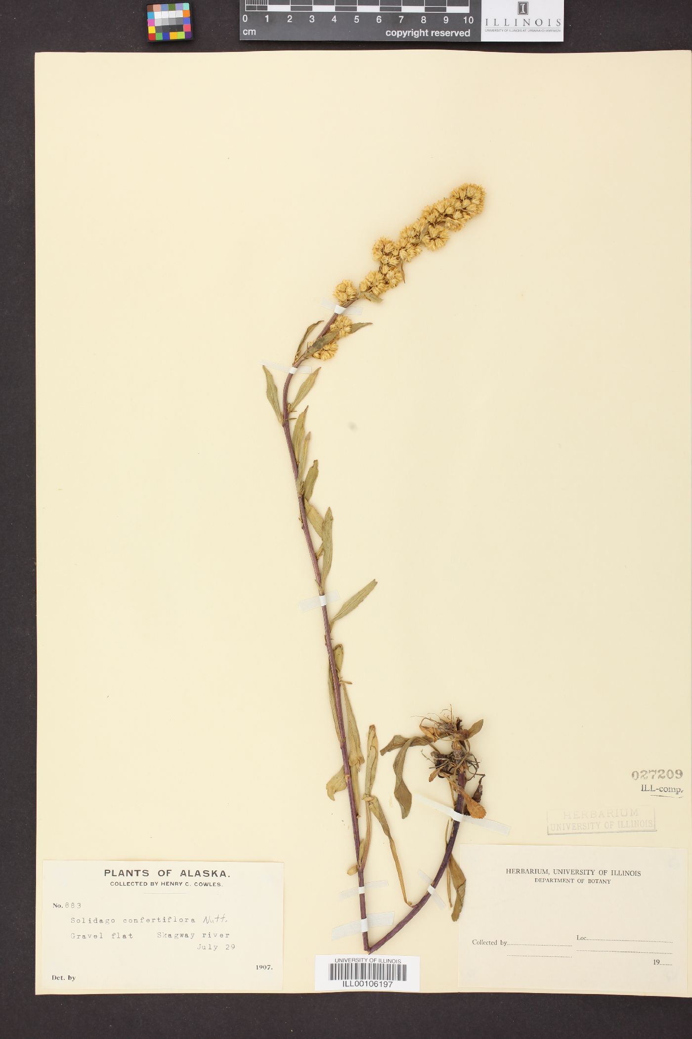 Solidago confertiflora image