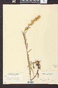 Image of Solidago confertiflora