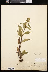 Solidago curtisii image