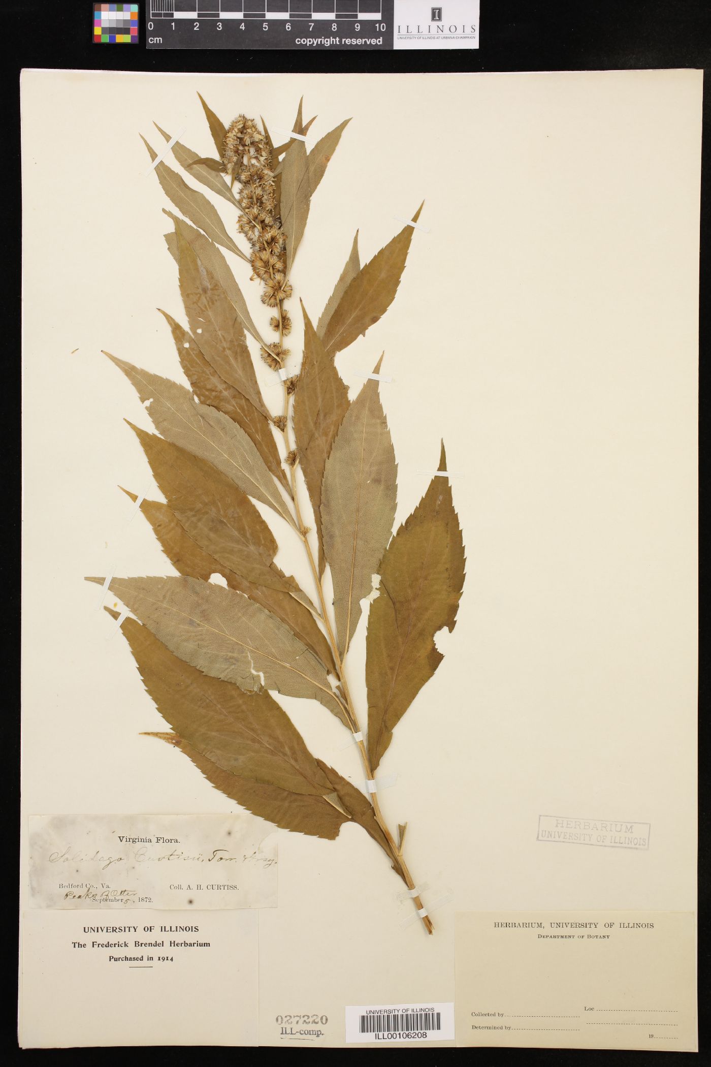 Solidago curtisii image