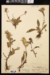 Solidago cutleri image