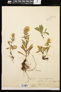 Solidago cutleri image