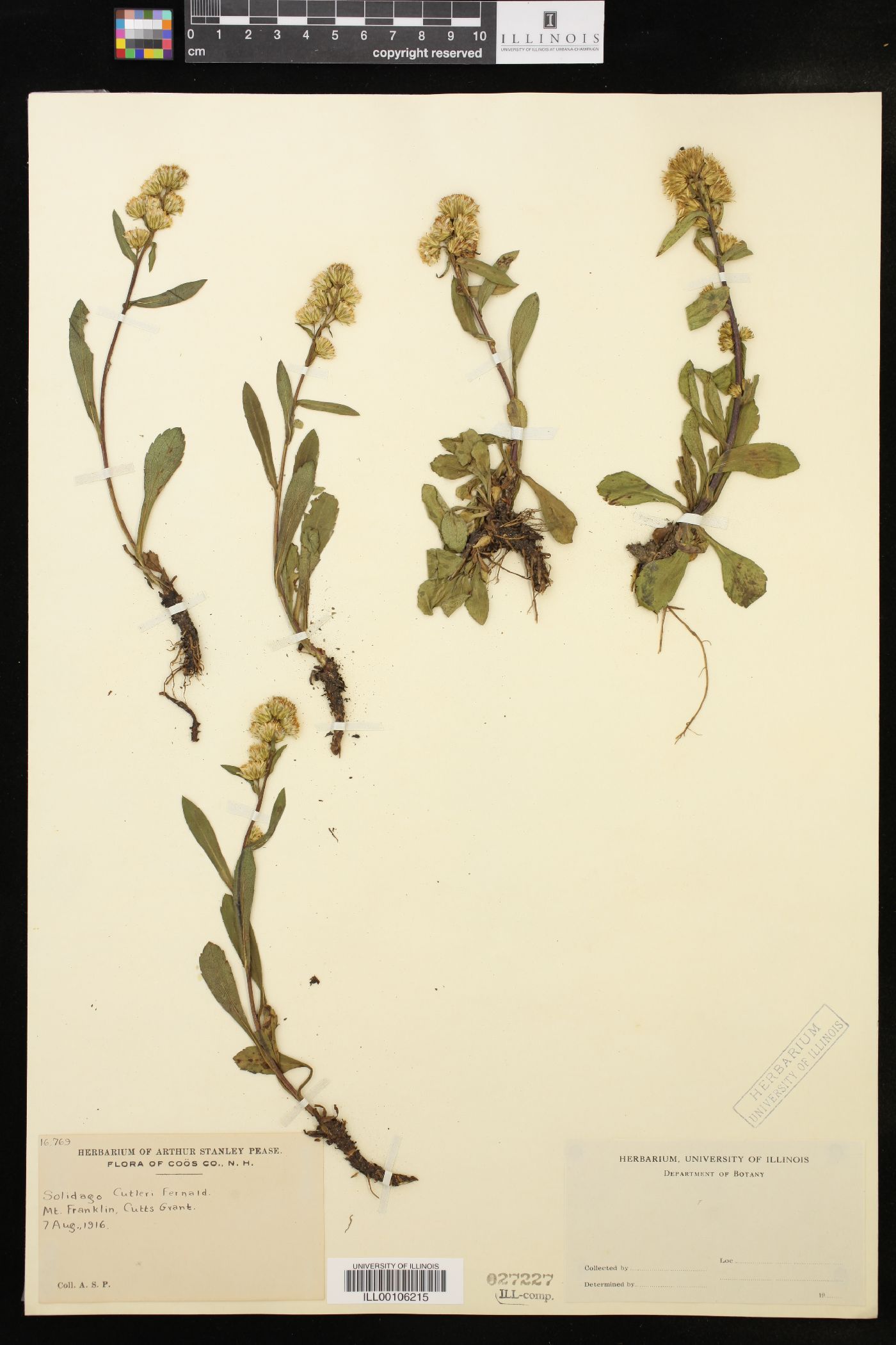 Solidago cutleri image