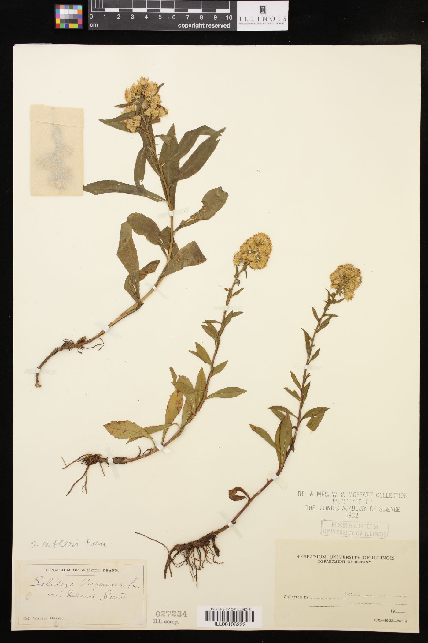 Solidago cutleri image