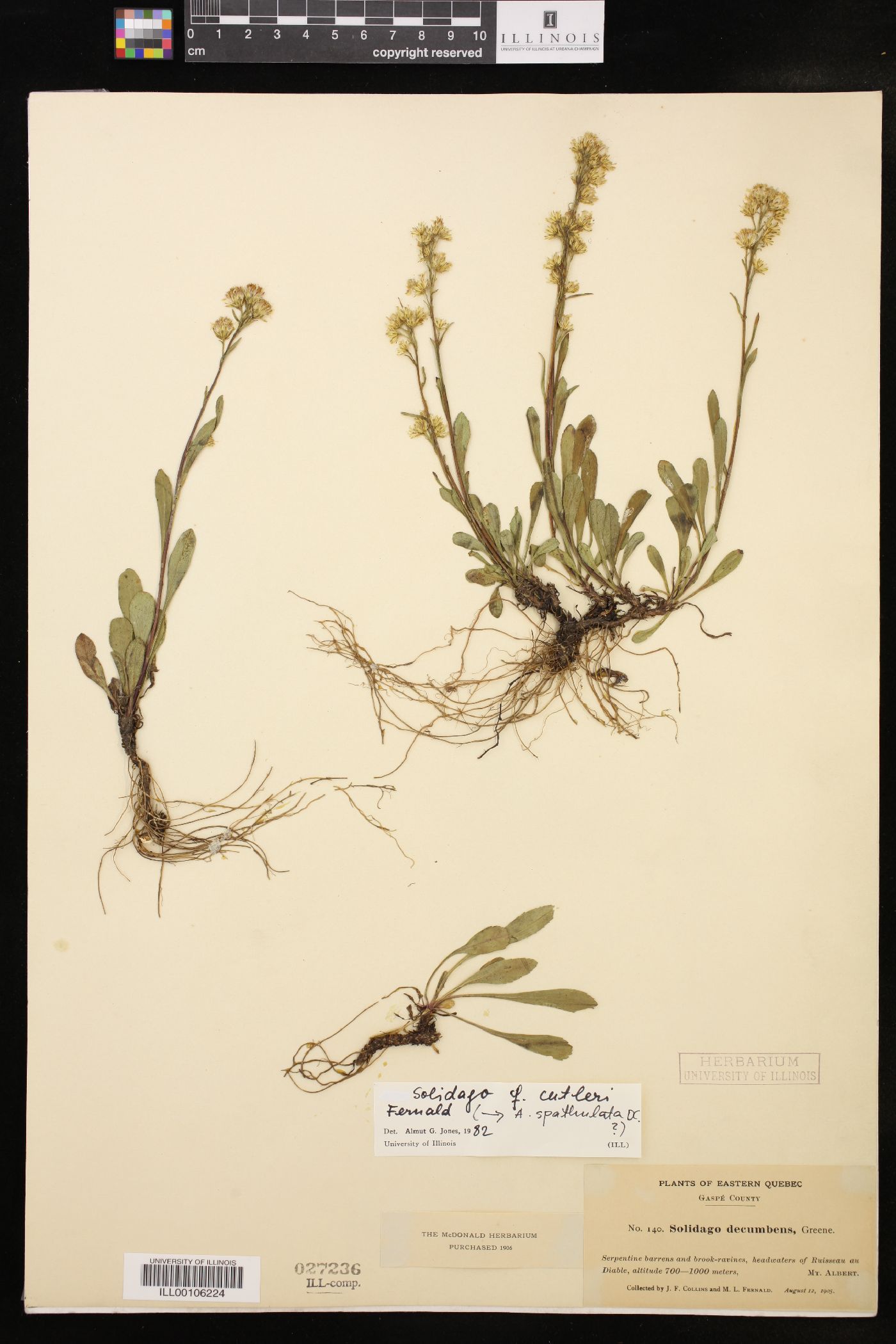 Solidago cutleri image