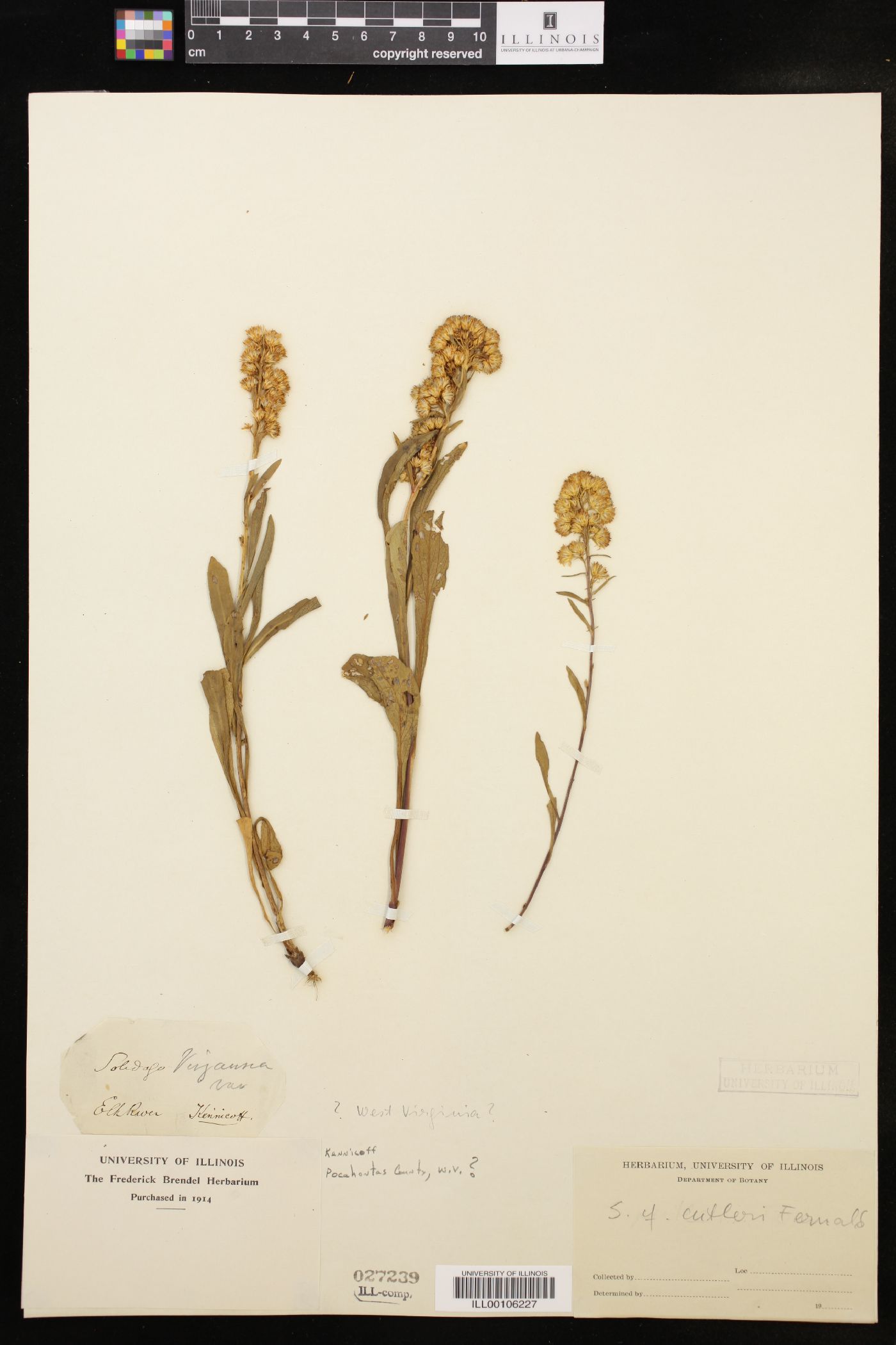 Solidago cutleri image