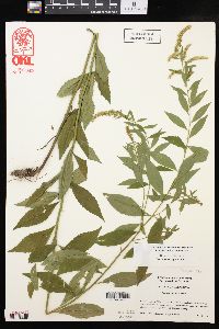 Solidago delicatula image