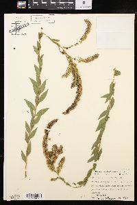 Solidago delicatula image