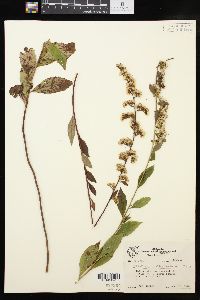 Solidago drummondii image