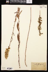 Solidago erecta image